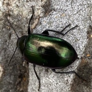 Chalcopteroides columbinus at Greenway, ACT - 20 Nov 2021 02:27 PM