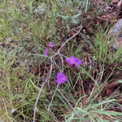 Thysanotus tuberosus (Common Fringe-lily) at Mount Rogers - 20 Nov 2021 by Rosie