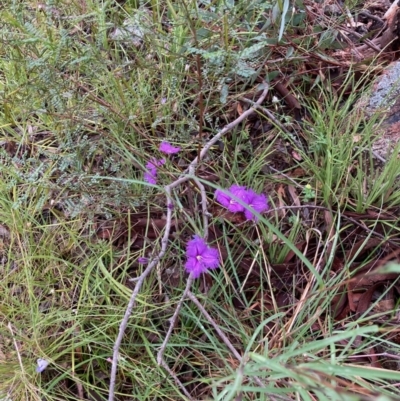 Thysanotus tuberosus (Common Fringe-lily) at Mount Rogers - 20 Nov 2021 by Rosie