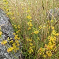 Pimelea curviflora (Curved Rice-flower) at Stromlo, ACT - 20 Nov 2021 by HelenCross