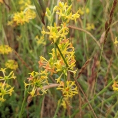 Pimelea curviflora at Stromlo, ACT - 20 Nov 2021