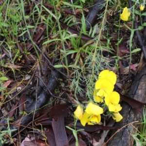 Gompholobium huegelii at Tralee, NSW - 20 Nov 2021