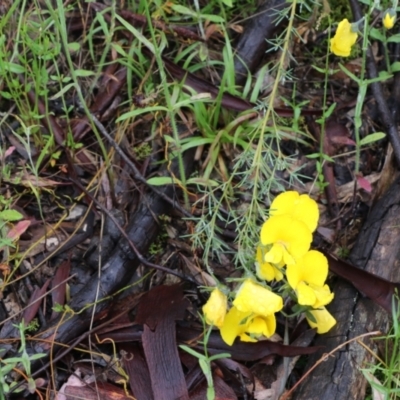 Gompholobium huegelii (Pale Wedge Pea) at Tralee, NSW - 20 Nov 2021 by jamesjonklaas