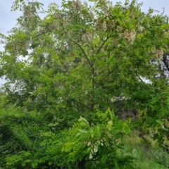 Robinia pseudoacacia at Garran, ACT - 20 Nov 2021