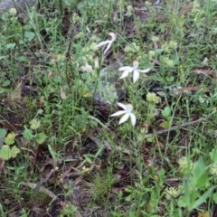 Caladenia moschata (Musky Caps) at Tralee, NSW - 20 Nov 2021 by jamesjonklaas