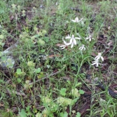 Caladenia moschata at Tralee, NSW - 20 Nov 2021