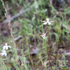 Caladenia moschata at Tralee, NSW - 20 Nov 2021