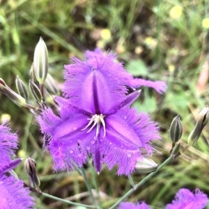 Thysanotus tuberosus at Bruce, ACT - 20 Nov 2021 11:02 AM