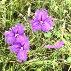 Thysanotus tuberosus at Bruce, ACT - 20 Nov 2021 11:02 AM