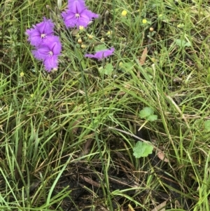 Thysanotus tuberosus at Bruce, ACT - 20 Nov 2021 11:02 AM