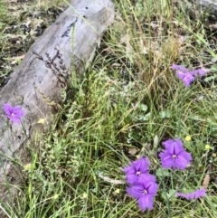 Thysanotus tuberosus at Bruce, ACT - 20 Nov 2021 11:02 AM