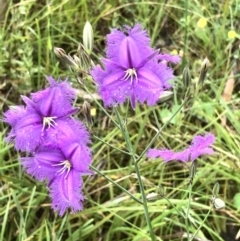 Thysanotus tuberosus at Bruce, ACT - 20 Nov 2021 11:02 AM