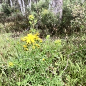 Hypericum perforatum at Bruce, ACT - 20 Nov 2021