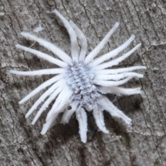 Cryptolaemus montrouzieri (Mealybug ladybird) at Acton, ACT - 19 Nov 2021 by TimL