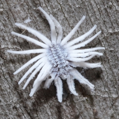 Cryptolaemus montrouzieri (Mealybug ladybird) at ANBG - 19 Nov 2021 by TimL