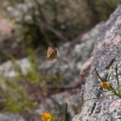 Trapezites luteus (Yellow Ochre, Rare White-spot Skipper) at Wanniassa Hill - 2 Nov 2021 by RAllen