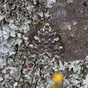 Halone coryphoea at Fadden, ACT - 2 Nov 2021 12:56 PM