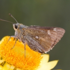 Trapezites luteus (Yellow Ochre, Rare White-spot Skipper) at Wanniassa Hill - 2 Nov 2021 by RAllen