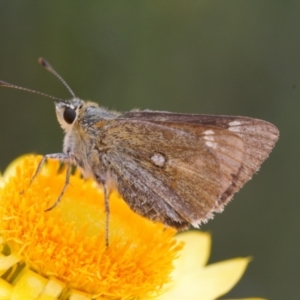 Trapezites luteus at Fadden, ACT - 2 Nov 2021