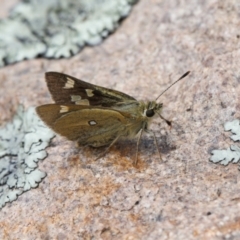 Trapezites luteus (Yellow Ochre, Rare White-spot Skipper) at Jerrabomberra, ACT - 2 Nov 2021 by RAllen