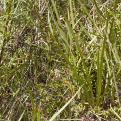 Trapezites luteus at Jerrabomberra, ACT - 2 Nov 2021