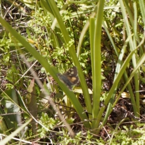 Trapezites luteus at Jerrabomberra, ACT - 2 Nov 2021