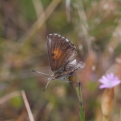 Lucia limbaria (Chequered Copper) at Wanniassa Hill - 2 Nov 2021 by RAllen