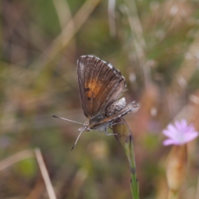 Lucia limbaria (Chequered Copper) at Jerrabomberra, ACT - 2 Nov 2021 by RAllen