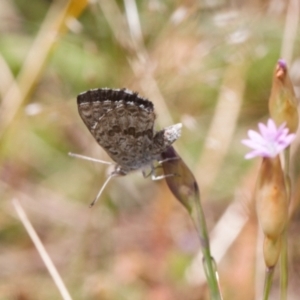 Lucia limbaria at Jerrabomberra, ACT - 2 Nov 2021