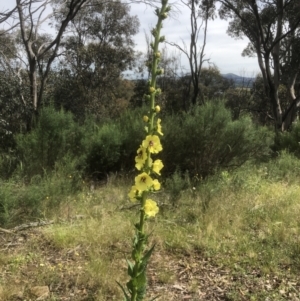 Verbascum virgatum at Bruce, ACT - 11 Nov 2021 10:16 AM