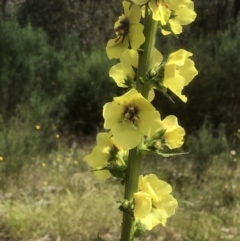 Verbascum virgatum at Bruce, ACT - 11 Nov 2021 10:16 AM