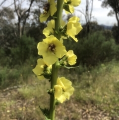 Verbascum virgatum at Bruce, ACT - 11 Nov 2021 10:16 AM