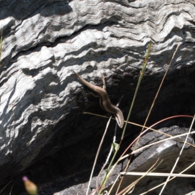 Morethia boulengeri (Boulenger's Skink) at Macarthur, ACT - 8 Nov 2021 by RAllen