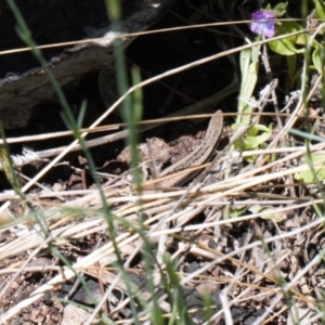 Morethia boulengeri at Macarthur, ACT - 8 Nov 2021