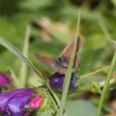 Acrodipsas myrmecophila (Small Ant-blue Butterfly) at Macarthur, ACT - 8 Nov 2021 by RAllen