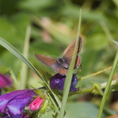 Acrodipsas myrmecophila (Small Ant-blue Butterfly) by RAllen