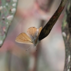 Acrodipsas myrmecophila at suppressed - 8 Nov 2021