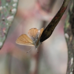 Acrodipsas myrmecophila at suppressed - 8 Nov 2021