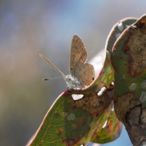 Acrodipsas myrmecophila at suppressed - 8 Nov 2021