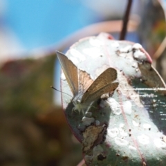 Acrodipsas myrmecophila at suppressed - 8 Nov 2021