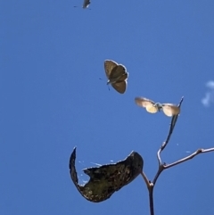 Acrodipsas myrmecophila at suppressed - 8 Nov 2021