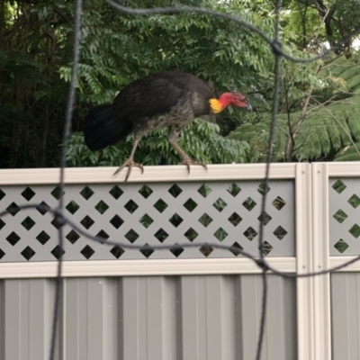 Alectura lathami (Australian Brush-turkey) at Kotara South, NSW - 28 Oct 2021 by Philb