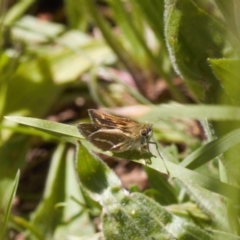 Taractrocera papyria (White-banded Grass-dart) at Curtin, ACT - 9 Nov 2021 by RAllen