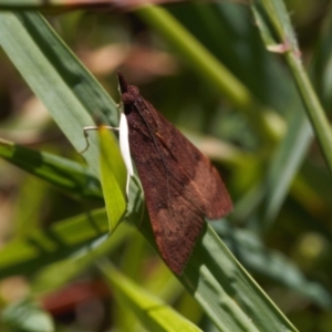 Uresiphita ornithopteralis at Curtin, ACT - 9 Nov 2021