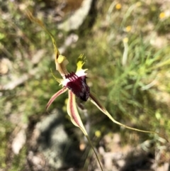 Caladenia atrovespa (Green-comb Spider Orchid) at Mount Taylor - 17 Nov 2021 by Handke6