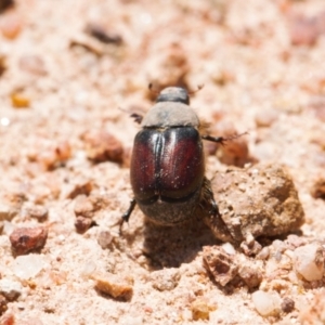 Liparetrus sp. (genus) at Jerrabomberra, ACT - suppressed