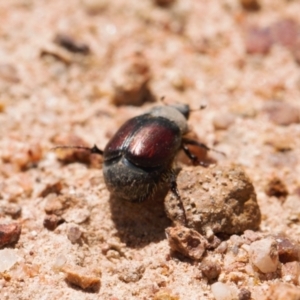 Liparetrus sp. (genus) at Jerrabomberra, ACT - suppressed