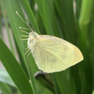 Pieris rapae (Cabbage White) at Reid, ACT - 19 Nov 2021 by JanetRussell