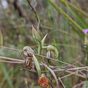 Oligochaetochilus hamatus at Tennent, ACT - suppressed