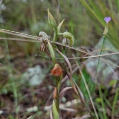 Oligochaetochilus hamatus at Tennent, ACT - suppressed